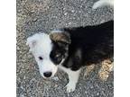Adopt Blanche a Australian Shepherd