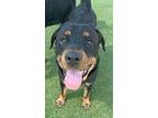 Adopt Trish a Rottweiler