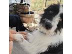 Adopt Lily a Mixed Breed, Border Collie