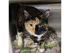 Adopt Emmy Lou a Domestic Short Hair