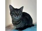 Adopt Poppy a Domestic Short Hair