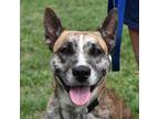 Adopt Cleo a Dutch Shepherd