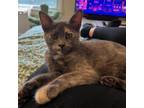 Adopt Whalley Chumley a Domestic Short Hair, American Bobtail