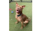 Adopt Darlene a Pit Bull Terrier, Mixed Breed