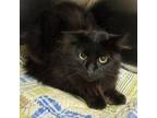 Adopt Sapphire a Domestic Medium Hair