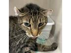 Adopt Amy a Domestic Short Hair