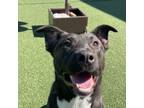 Adopt Spooky a Labrador Retriever, Pit Bull Terrier
