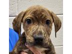 Adopt Roo a Pit Bull Terrier