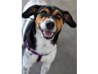 Adopt Karma a Beagle, Hound