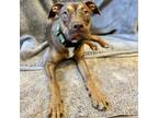 Adopt Friendly Fran a Shepherd