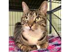 Adopt Nala a Domestic Short Hair