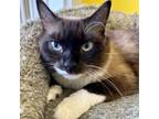 Adopt Mocha a Domestic Medium Hair, Domestic Short Hair