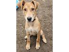 Adopt Dior a Doberman Pinscher