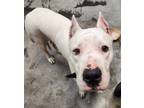 Adopt Ellie a Mixed Breed