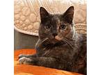 Adopt Savage a Domestic Short Hair