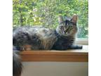 Adopt Roo a Domestic Medium Hair