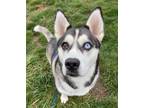 Adopt Winnie a Husky
