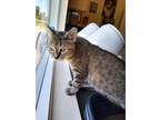 Adopt Esther a Domestic Short Hair