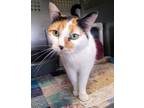 Adopt Baby Cake a Domestic Short Hair