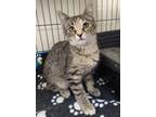 Adopt Selena a Domestic Short Hair
