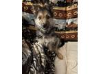 Adopt Tedda a German Shepherd Dog