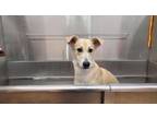 Adopt Lanie a German Shepherd Dog