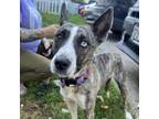 Adopt Ilona Maher a Husky, Mixed Breed