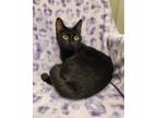 Adopt Luna a Domestic Short Hair