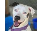 Adopt Jordana a Mixed Breed
