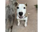 Adopt Bama a Pit Bull Terrier