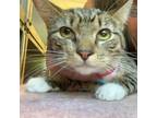 Adopt White Paws a Domestic Short Hair
