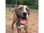 Adopt Olive Oil a Mixed Breed