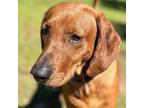 Adopt Lashae a Mixed Breed