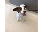 Adopt Daisy Mae a Mixed Breed