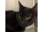 Adopt Panther a Domestic Short Hair