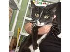 Adopt Lil Squirt a Domestic Short Hair