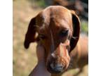Adopt Ratilda Dawn a Mixed Breed