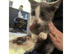 Adopt Raven a Domestic Short Hair