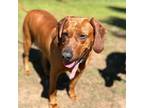 Adopt Rhea Roo a Mixed Breed