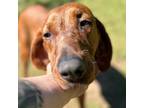 Adopt Mimi (Melani) a Mixed Breed