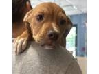 Adopt Honey a Mixed Breed