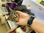 Adopt Sangria a Domestic Short Hair