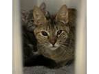 Adopt Fizzy a Domestic Short Hair