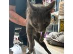 Adopt Powder a Domestic Short Hair