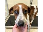 Adopt Jonny Cash a Mixed Breed