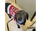 Adopt Remi a Mixed Breed