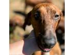 Adopt Bell a Mixed Breed