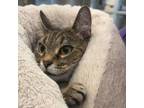 Adopt Rose a Domestic Short Hair
