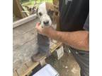 Adopt Nyx a Mixed Breed