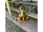 Adopt Willow a Mixed Breed